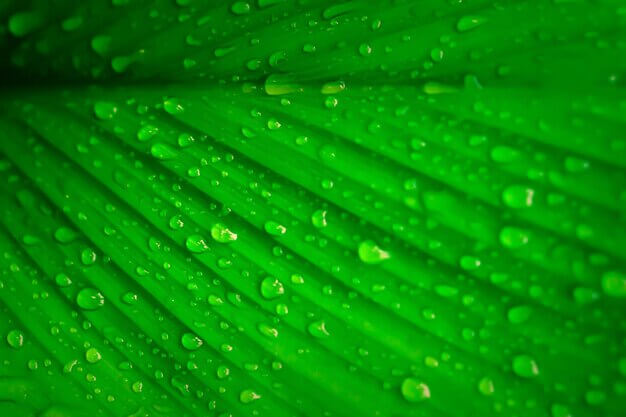 Green leaves and natural textures representing sustainability
